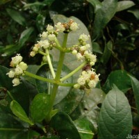 Psychotria nigra var. nigra